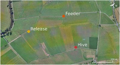 A Flying Platform to Investigate Neuronal Correlates of Navigation in the Honey Bee (Apis mellifera)